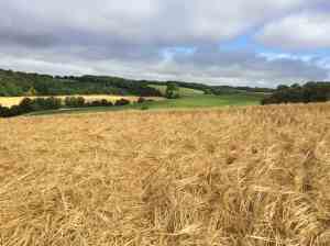 Between Turville Heath & Pishill