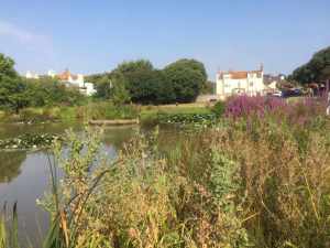 Rottingdean village pond
