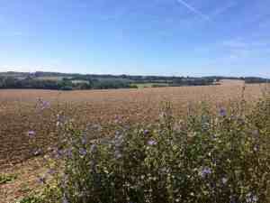 Looking towards Thrift Wood