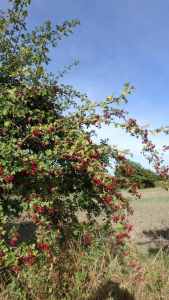 Season of mists and mellow fruitfulness...