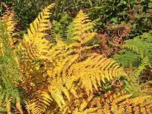 Always did like yellow