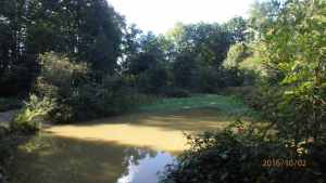 Apostles Pond, Chipperfield