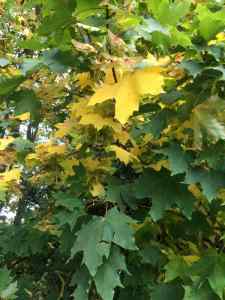 Autumn Sycamore leaves