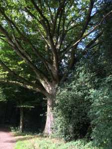 Old Oak on Chipperfield Common