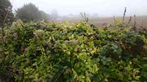 Dean Farm, Bledlow Ridge