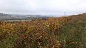 Park Wood, looking back towards Slough Hill
