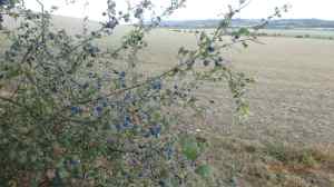 Sloe Berries, Rout's Green