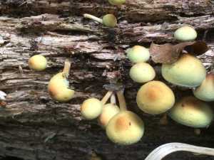 Stump Puffball Mushrooms