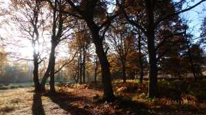 Berkhamsted Golf Course