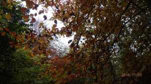 Beach leaves Wendover Woods