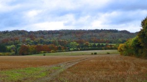 Grove Wood from Drayton Beauchamps