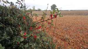 Holly berries, Hastoe