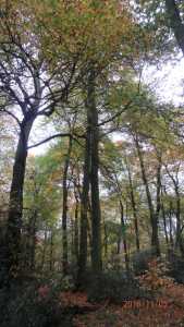 Northill Wood, Tring