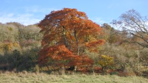 Autumn on the Ashridge Estate