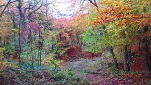 Wendover Woods