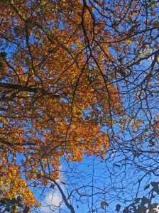 Last of the oak leaves