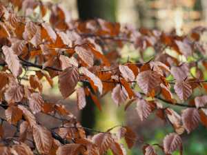 Copper beech