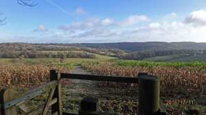 View from Cowleaze Wood towards Vicar's Farm