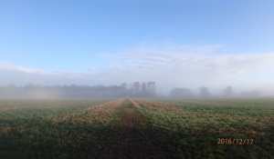Great Hampden-morning mist lifts