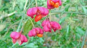 Spindle berry
