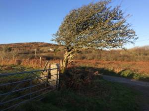 Windswept-Rosewall-Hill