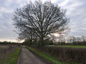 Kent's Wood, Rockwell End