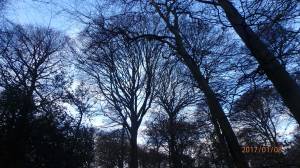 winter-tree-canopy-Monkton-Wood
