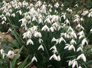 Brill-Snowdrops