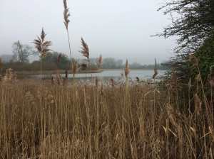 Rushes-in-February,Marsworth-Reservoir-