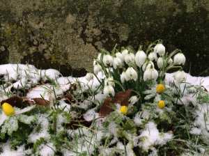 Snowdrops-against-a-gravestone,-St-Botolph's-Swyncombe