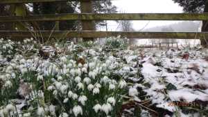 Snowdrops,-Swyncombe