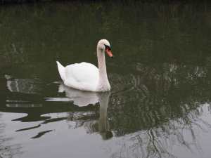 Swan,-Grand-Union-Canal,-Marsworth,-Bucks