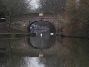 Swans-on-the-Grand-Union,-Marsworth