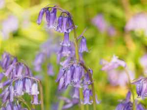 April's bluebells