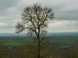 Aylesbury-Vale-from-Wendover-Woods