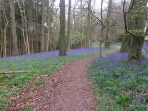 Bluebell path through Greenhill Wood, Pishill