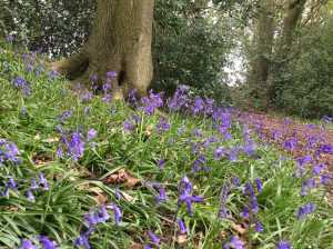Bluebells