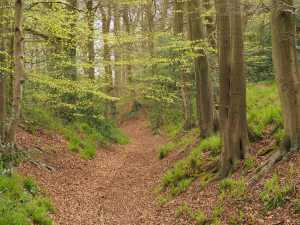 Cholesbury Camp ditch