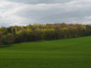Cobdith Hill, Watlington