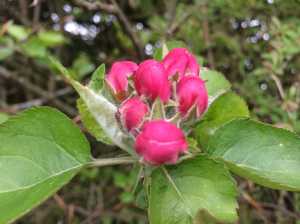 Crab apple blossom soon