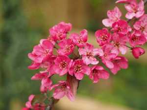 Crab-apple-blossom