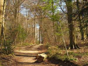 Fugsdon Wood
