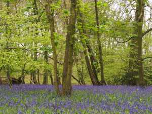 High-Scrubs,-Dunsmore