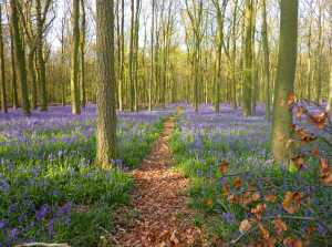 Path through the bluebells