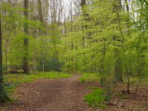 Sargent's-Wood,-Princes-Risboough