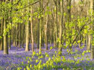Spring in Hertfordshire