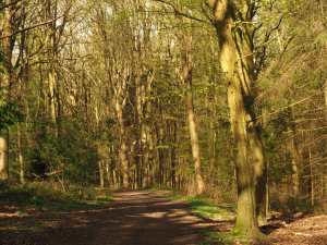 Spring sunshine, Little Chalfont