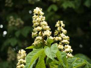 Sweet-chestnut-blossom
