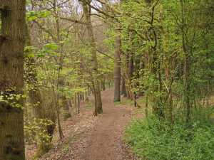 The-Ridgeway,-Wendover-Woods