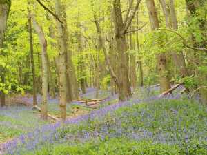 Grim's-Ditch,-Baldwin's-Wood,-Wendover